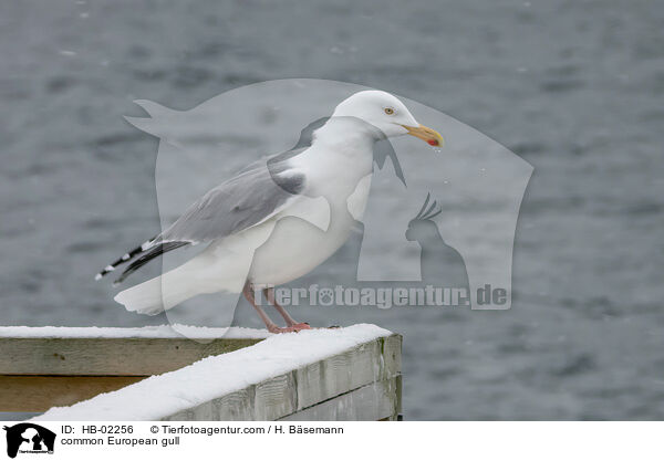 common European gull / HB-02256