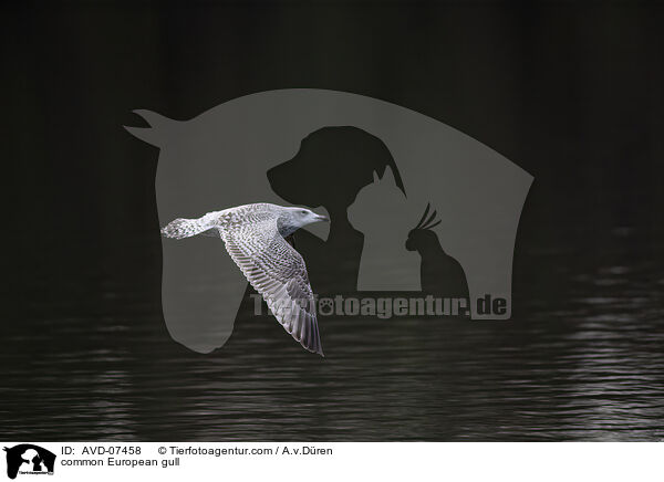 common European gull / AVD-07458