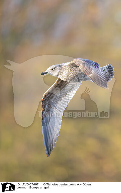 common European gull / AVD-07467