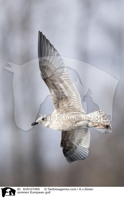 common European gull / AVD-07469