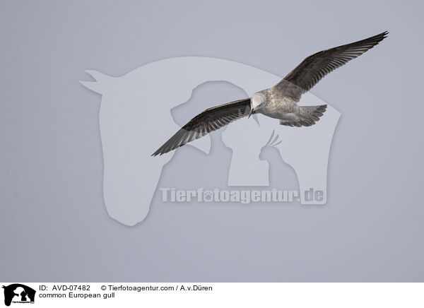 common European gull / AVD-07482