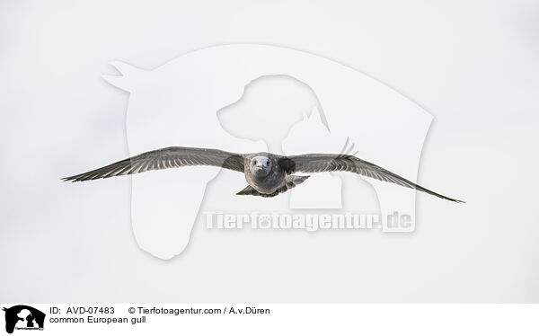 common European gull / AVD-07483