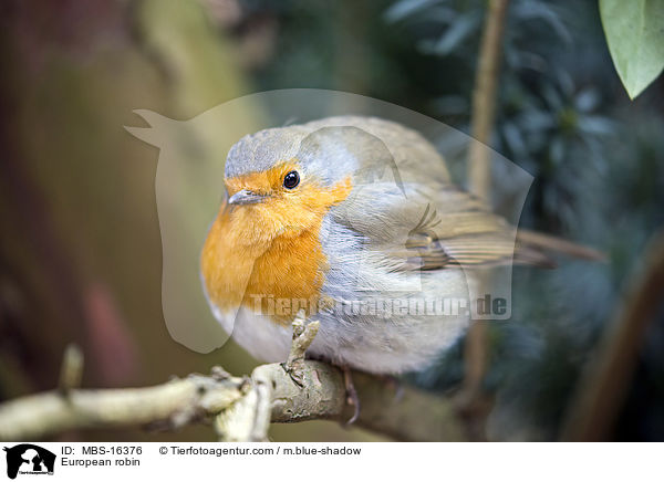 European robin / MBS-16376