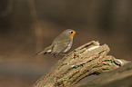 European robin