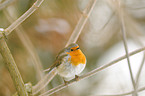 European robin