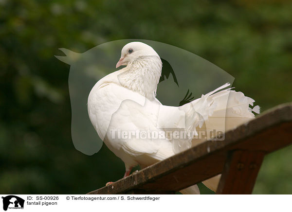 Pfautaube / fantail pigeon / SS-00926