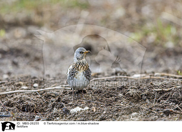 Wacholderdrossel / fieldfare / MBS-26255