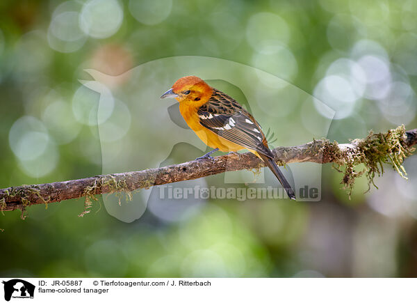 Bluttangare / flame-colored tanager / JR-05887