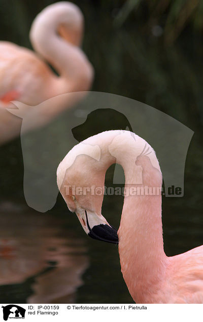 red Flamingo / IP-00159