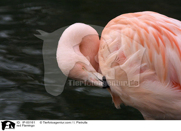 Roter Flamingo beim putzen / red Flamingo / IP-00161