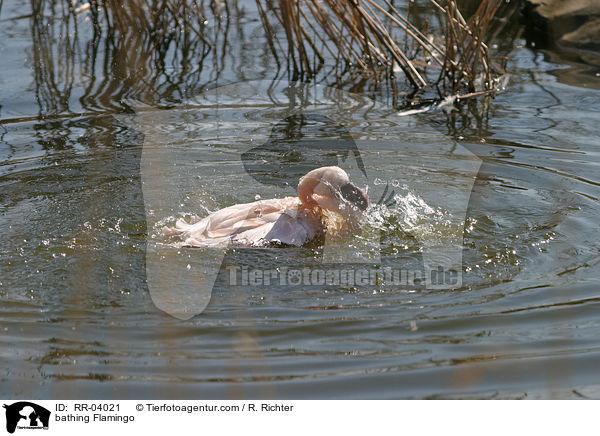 bathing Flamingo / RR-04021