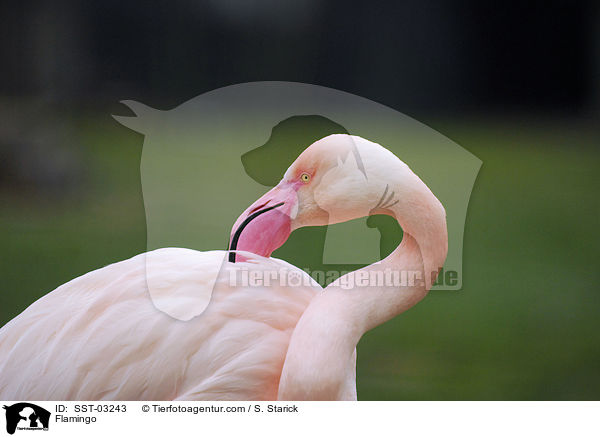 Flamingo / Flamingo / SST-03243