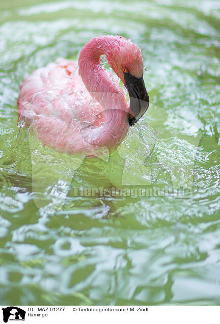 Flamingo / flamingo / MAZ-01277
