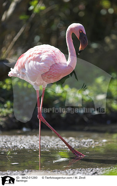 Flamingo / flamingo / MAZ-01280