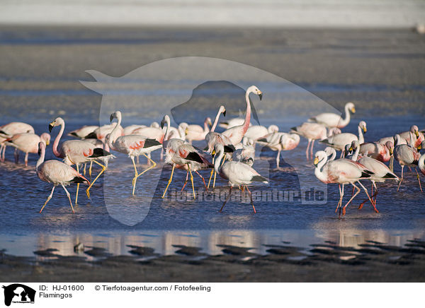 Flamingos / Flamingos / HJ-01600