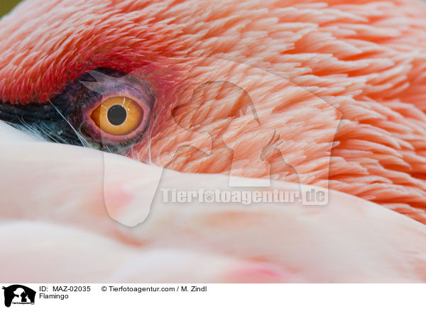 Flamingo / MAZ-02035