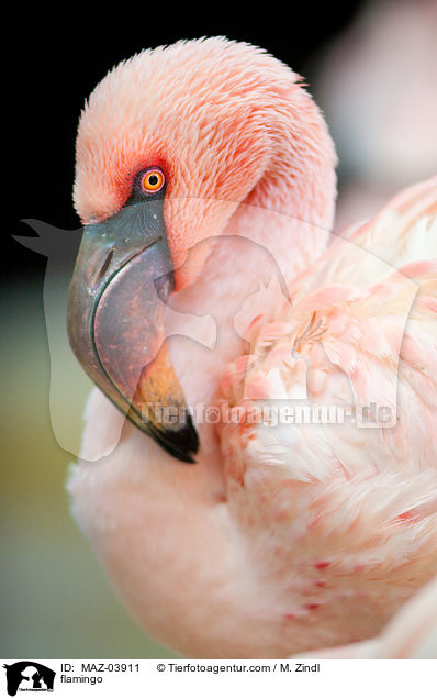 flamingo / MAZ-03911