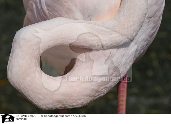 flamingo / AVD-06073