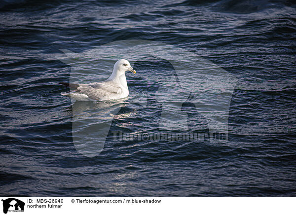 northern fulmar / MBS-26940