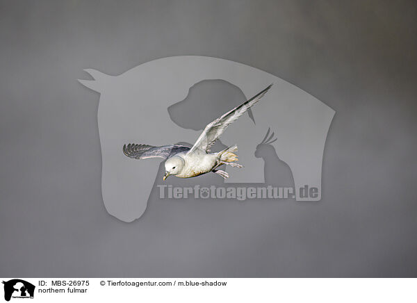 Eissturmvogel / northern fulmar / MBS-26975