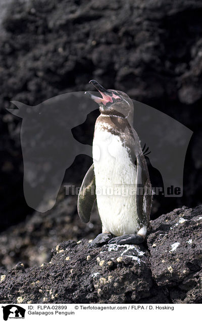 Galapagos-Pinguin / Galapagos Penguin / FLPA-02899