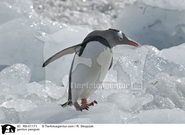 gentoo penguin / RS-01171