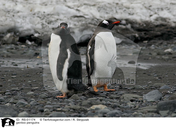 gentoo penguins / RS-01174