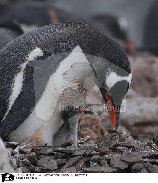 gentoo penguin / RS-01175
