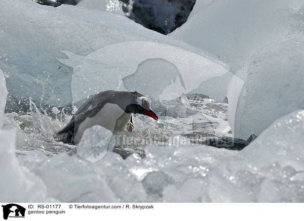 gentoo penguin / RS-01177