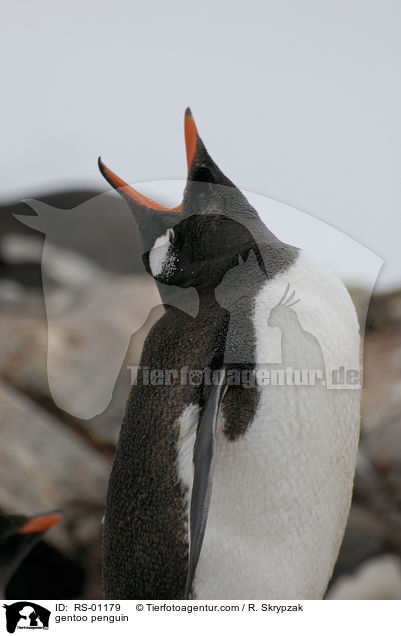 gentoo penguin / RS-01179