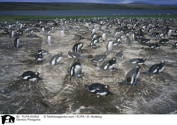 Gentoo Penguins / FLPA-02902