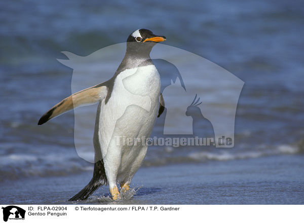 Gentoo Penguin / FLPA-02904
