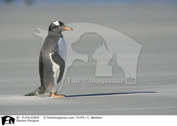 Gentoo Penguin / FLPA-02905