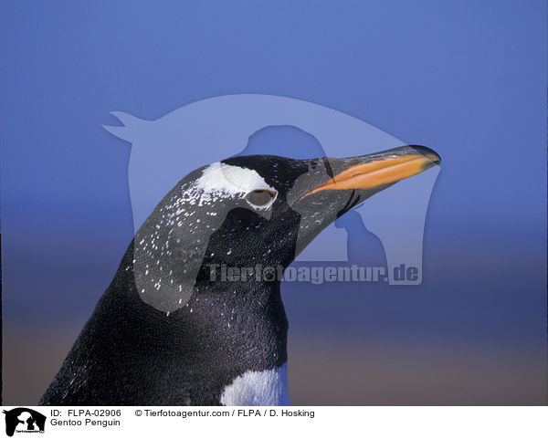 Gentoo Penguin / FLPA-02906