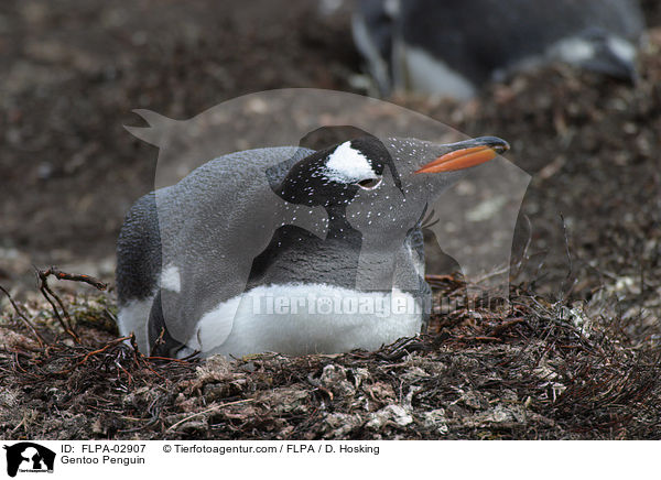 Gentoo Penguin / FLPA-02907
