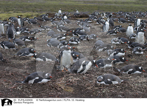 Gentoo Penguins / FLPA-02909