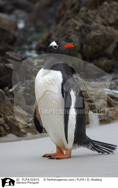 Gentoo Penguin / FLPA-02910