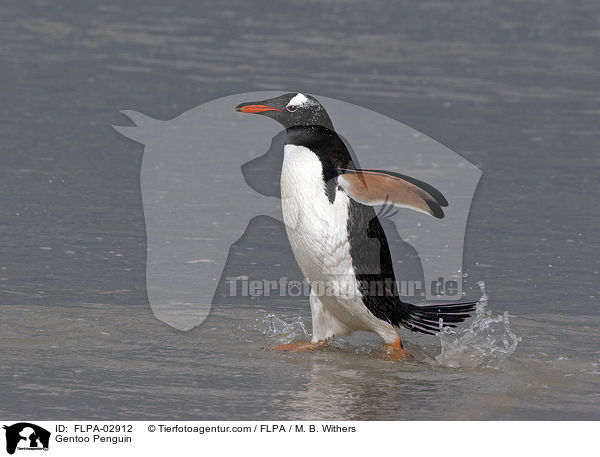 Gentoo Penguin / FLPA-02912