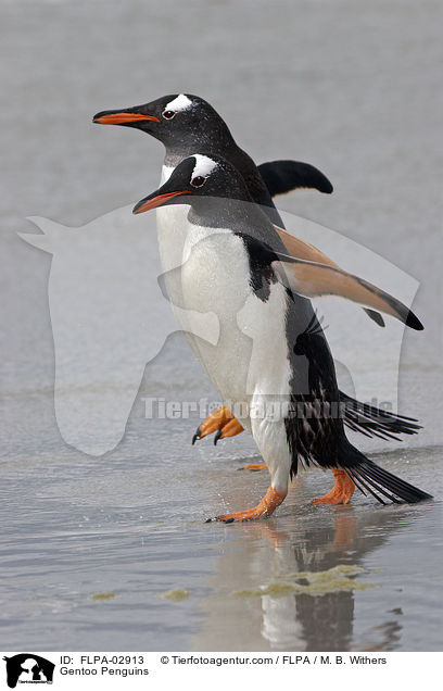 Eselspinguine / Gentoo Penguins / FLPA-02913