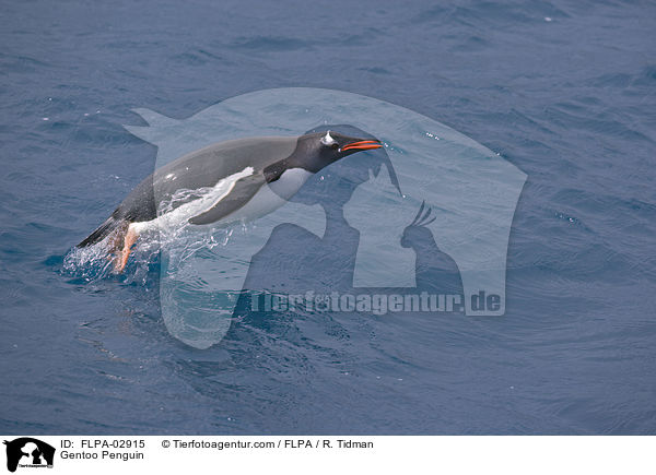 Eselspinguin / Gentoo Penguin / FLPA-02915