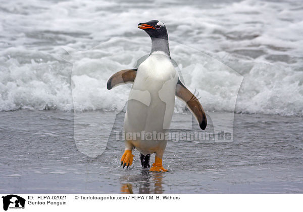 Gentoo Penguin / FLPA-02921