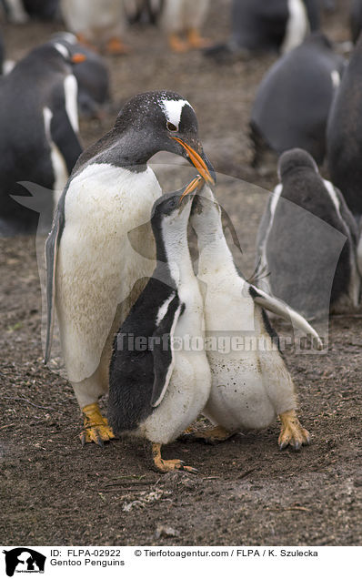Gentoo Penguins / FLPA-02922