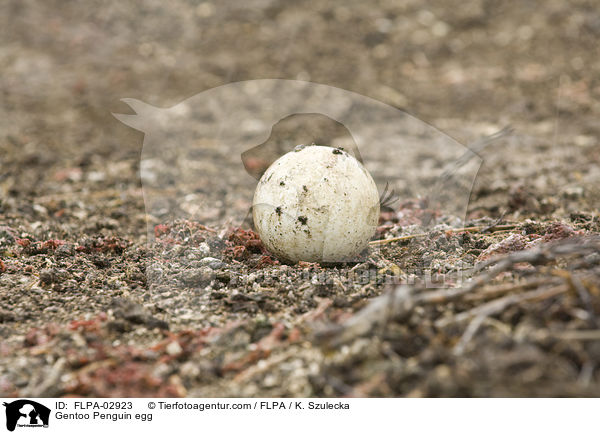Gentoo Penguin egg / FLPA-02923