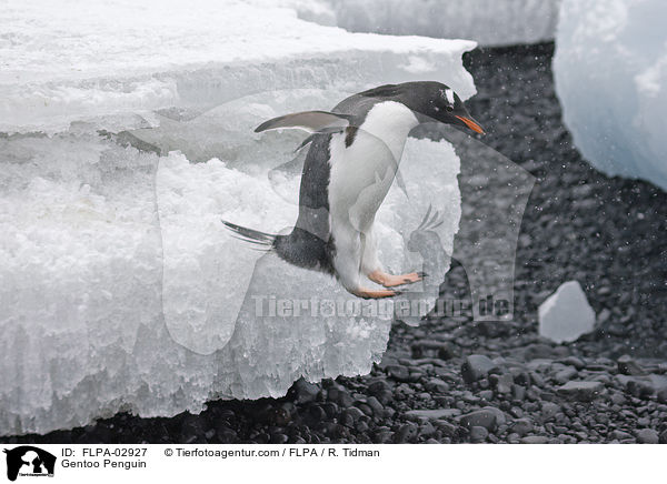 Gentoo Penguin / FLPA-02927