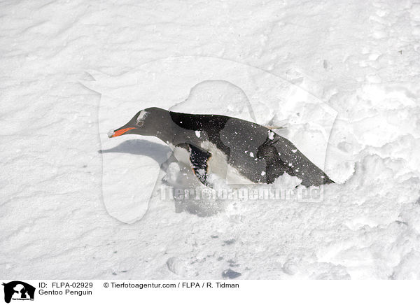 Eselspinguin / Gentoo Penguin / FLPA-02929