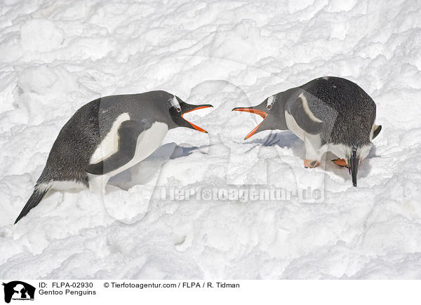 Gentoo Penguins / FLPA-02930