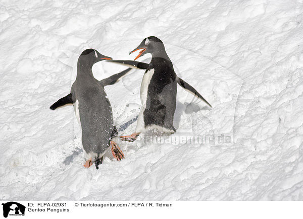 Gentoo Penguins / FLPA-02931