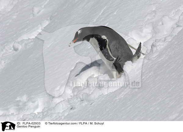 Gentoo Penguin / FLPA-02933