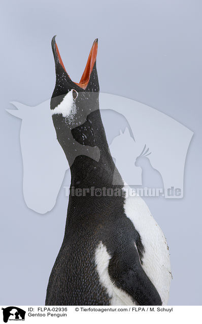Eselspinguin / Gentoo Penguin / FLPA-02936