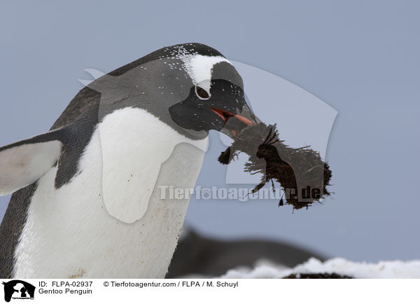Gentoo Penguin / FLPA-02937